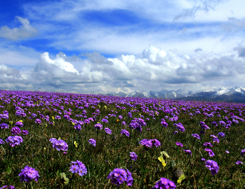 【伊犁花海】5月—9月伊犁河谷＋独库7日/8日深度游