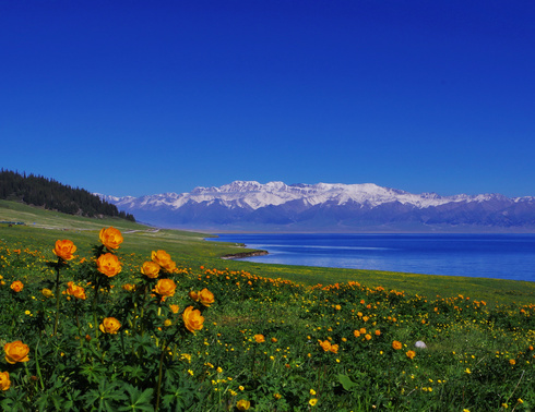 【伊犁花海】5月—9月伊犁河谷＋独库7日/8日深度游